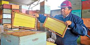 Luis Aracena vive en la zona de Caimanes (Chile) y se dedica al cuidado de las abejas desde hace 10 a&ntilde;os. Foto: Mar&iacute;a Fernanda Almeida.