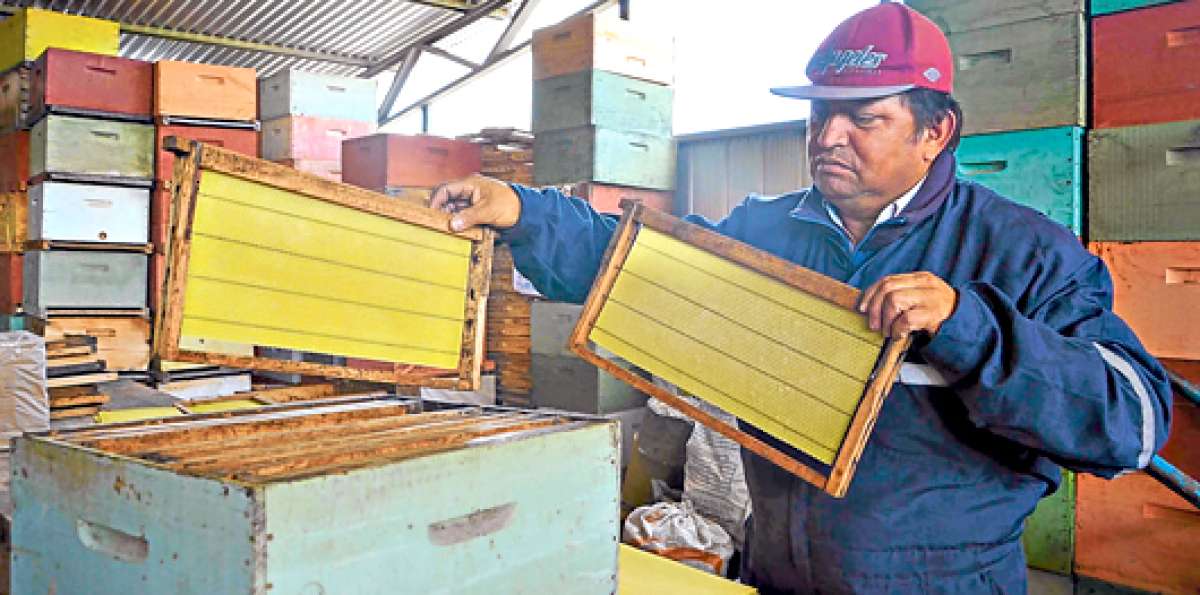 Luis Aracena vive en la zona de Caimanes (Chile) y se dedica al cuidado de las abejas desde hace 10 a&ntilde;os. Foto: Mar&iacute;a Fernanda Almeida.
