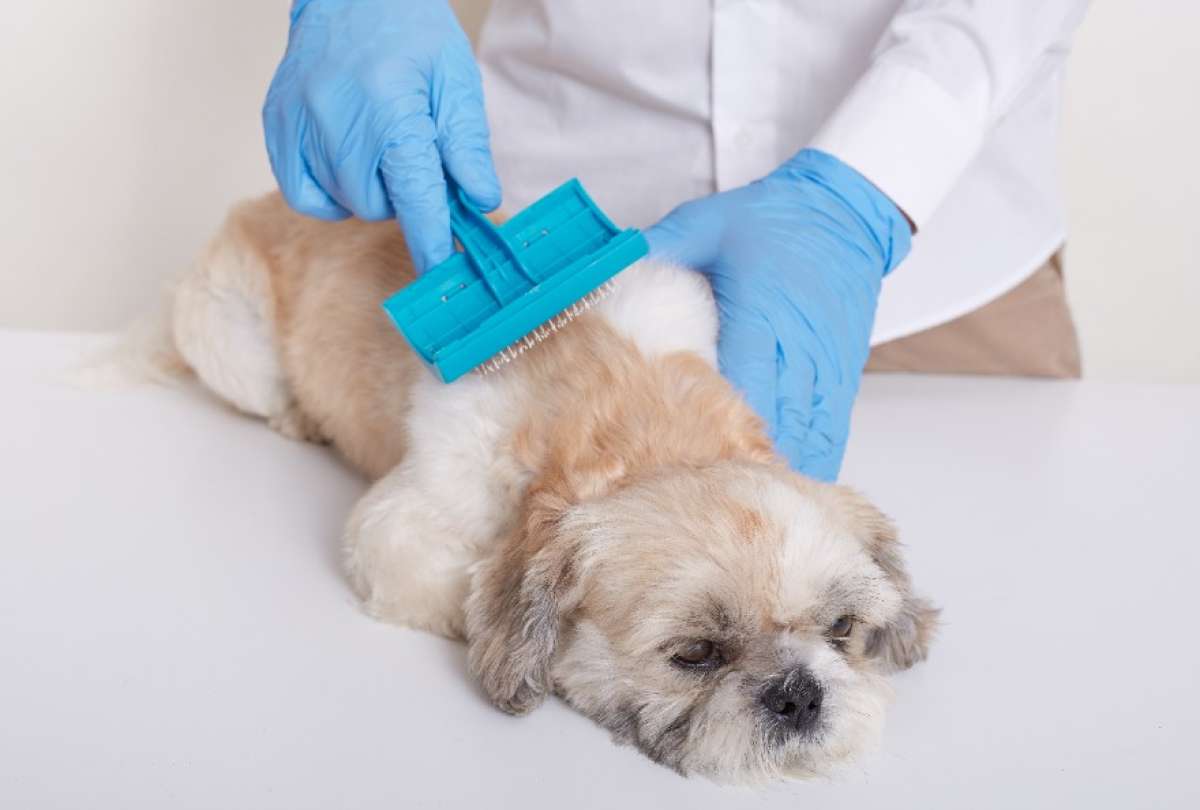 El cepillado permite mantener limpio el pelaje sin mojar a la mascota.