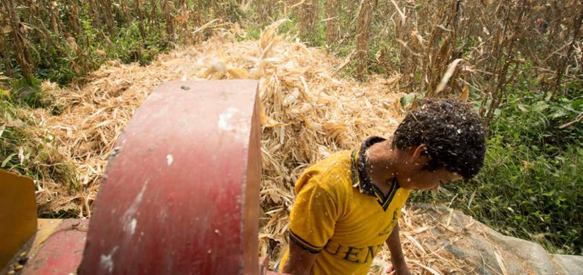 El rendimiento de la producci&oacute;n de ma&iacute;z se duplic&oacute; en los &uacute;ltimos 5 a&ntilde;os en Ecuador.