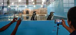 Una pareja de ping&uuml;inos es parte de la fauna que se encontra en el parque marino Valdivia, ubicado en la ruta del Spondylus.