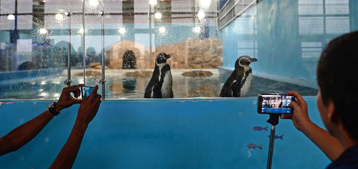 Una pareja de ping&uuml;inos es parte de la fauna que se encontra en el parque marino Valdivia, ubicado en la ruta del Spondylus.