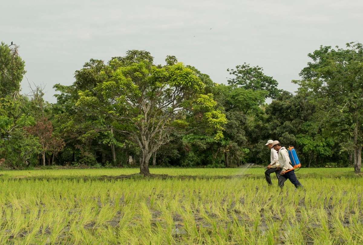 Gobierno establece mecanismos para la compra directa de arroz con recursos de la redistribución