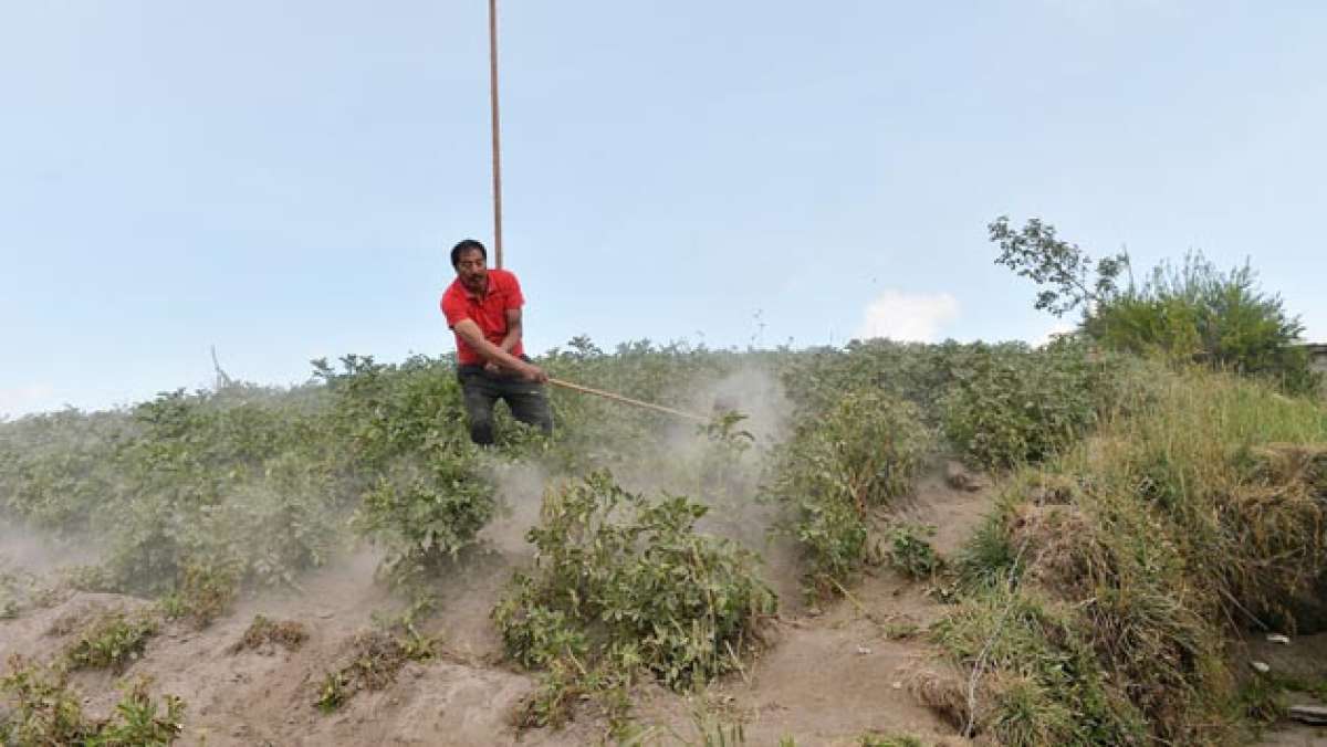 Pese a que al momento no hay ca&iacute;da de ceniza, el material a&uacute;n permanece en suelos de Mocha y Quero. Los agricultores limpian las plantas a diario. Foto: Roberto Ch&aacute;vez / El Tel&eacute;grafo