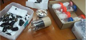 Los insectos se encontraban empaquetados en el equipaje del extranjero. 