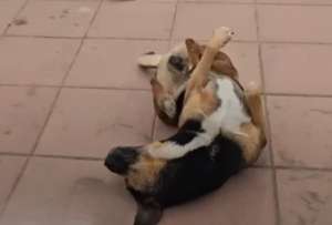 Un perrito se volvi&oacute; viral tras unirse a una rutina de entrenamiento.