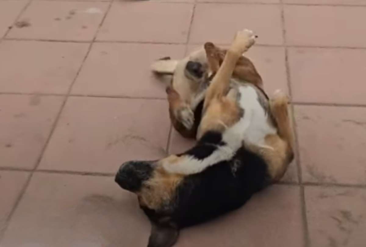Un perrito se volvi&oacute; viral tras unirse a una rutina de entrenamiento.
