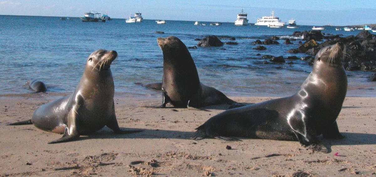 Las islas albergan a m&aacute;s de 2.000 especies animales que solo viven en este lugar. 