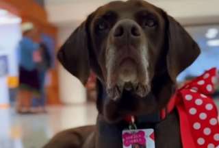 Ángela Canela es una tierna perrita que llegó a un banco de Cuenca. Ahora ha encontrado a su familia en la entidad. 