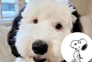 Bayley, quien es similar a Snoopy, se hizo famoso por su cuenta en Instagram.