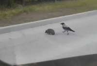 Un video muestra el compañerismo de un ave con un erizo en la mitad de una carretera.