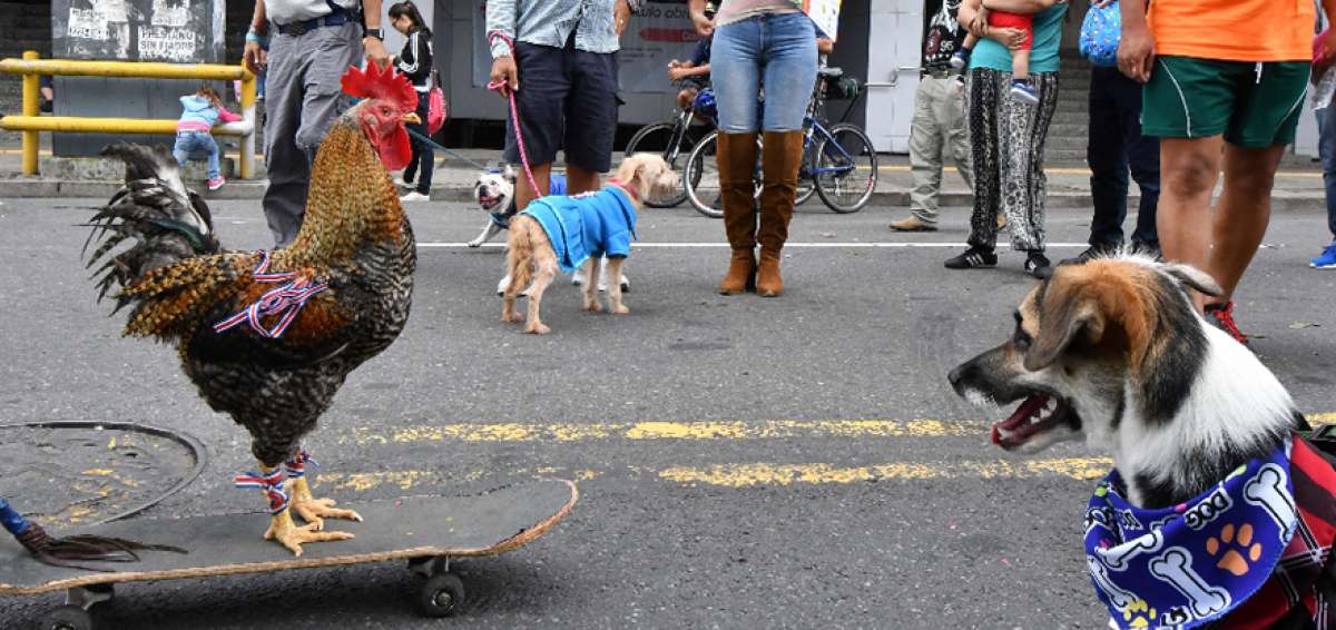 Los ciudadanos y mascotas llenaron el Paseo Col&oacute;n, la principal arteria de San Jos&eacute;. La pena a los maltratadores va de tres meses a un a&ntilde;o de c&aacute;rcel.
