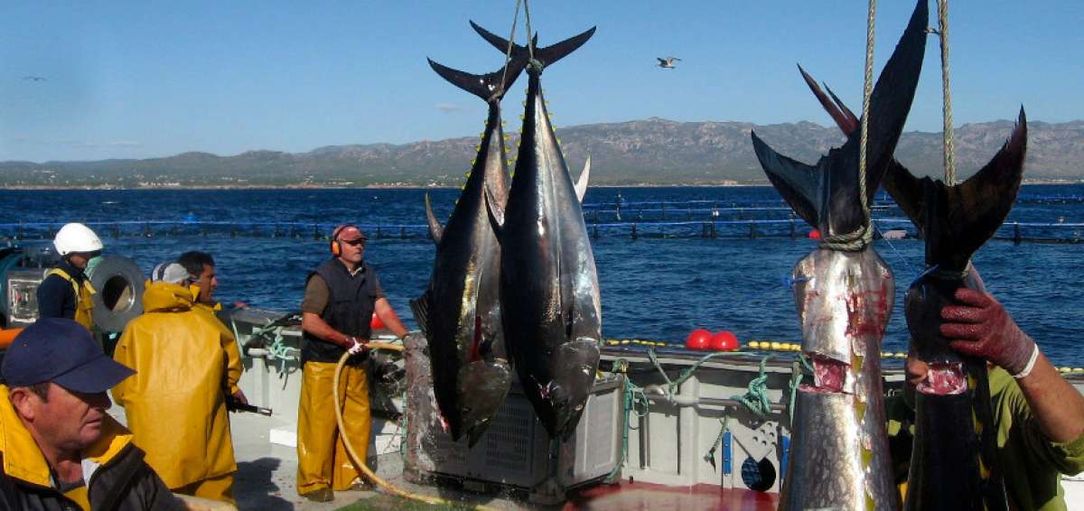 El aumento del at&uacute;n rojo ha repoblado el mar Mediterr&aacute;neo