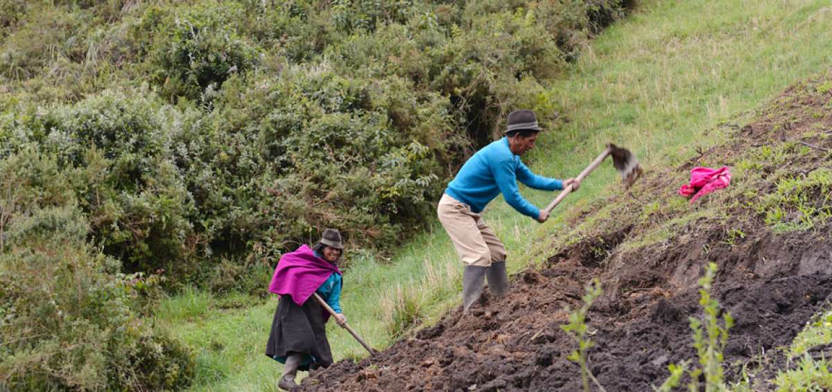 Cultivos de Pillate, Pailitas, Chacauco y Huambal&oacute;, entre otros poblados, son afectados por la ca&iacute;da de ceniza cuando el volc&aacute;n Tungurahua se reactiva.