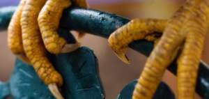 Cient&iacute;ficos en Chile crean gen&eacute;ticamente un pollo con patas de dinosaurio