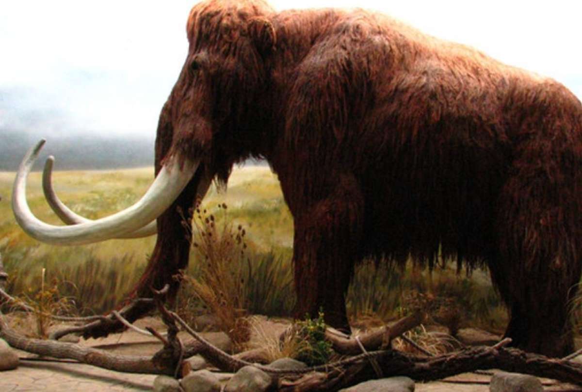 El mamut es uno de los animales extintos que podría volver a la vida.