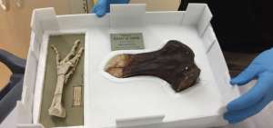 La especie de paloma descubierta probablemente desapareci&oacute; por un enfriamiento clim&aacute;tico ocurrido hace 14,2 a 13,8 millones de a&ntilde;os.
