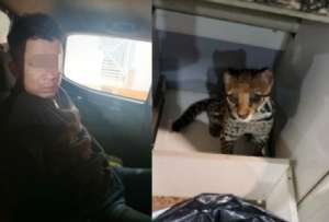 Hallan un tigrillo y explosivos en intervenci&oacute;n que dej&oacute; un detenido en El Triunfo