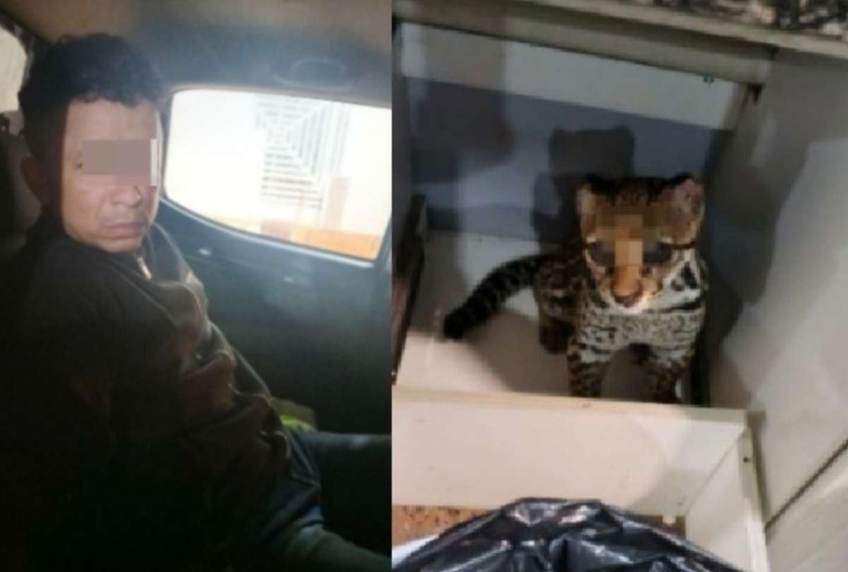 Hallan un tigrillo y explosivos en intervenci&oacute;n que dej&oacute; un detenido en El Triunfo