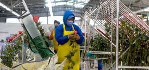 Exportadores de flores se declaran en emergencia