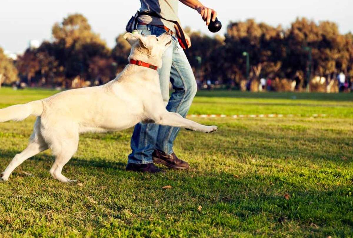 Curso de adiestramiento canino se abrió en Quito.