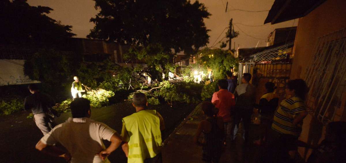 &Aacute;rbol cay&oacute; en el suburbio de Guayaquil y dej&oacute; una cuadra sin energ&iacute;a