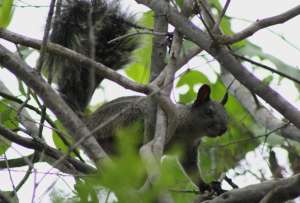 Ardillas muertas en Guayaquil reavivan debate sobre protección de fauna urbana