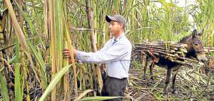 Los biocombustibles entusiasman a  3 mil familias de ca&ntilde;icultores 