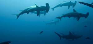 Ecuador aumenta la lista de especies de tibur&oacute;n prohibidas a comercializarse