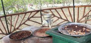 Dos j&oacute;venes recitan amorfinos dentro de una chiva que recorre una de las haciendas cacaoteras que ofrece tambi&eacute;n servicios de hospedaje y alimentos.