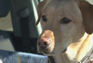 El perrito Uber se ha robado los corazones de los conductores e internautas.