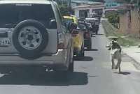 Una persona abandonó a su perro en la calle y fue grabado en video