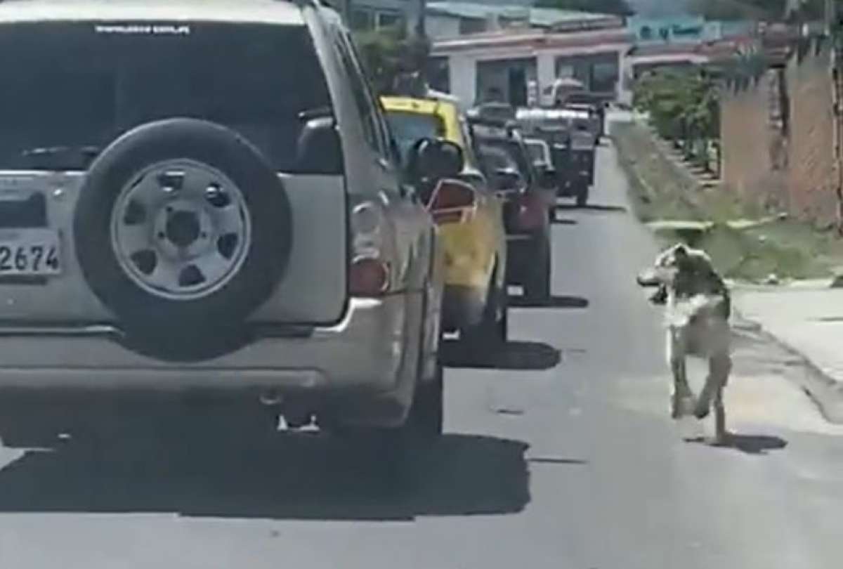Una persona abandonó a su perro en la calle y fue grabado en video