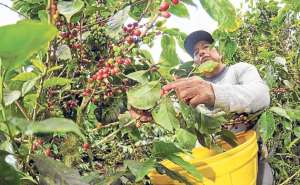 Producci&oacute;n de caf&eacute; se reducir&aacute; en un 20% este a&ntilde;o