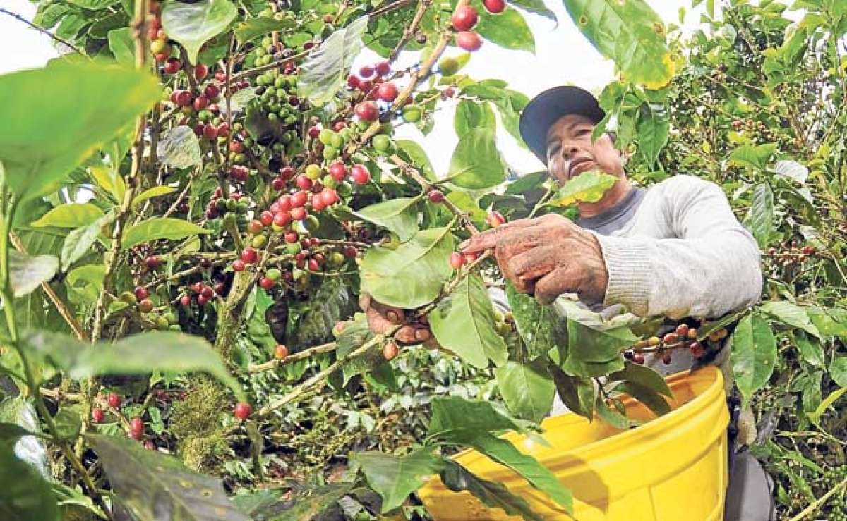 Producci&oacute;n de caf&eacute; se reducir&aacute; en un 20% este a&ntilde;o