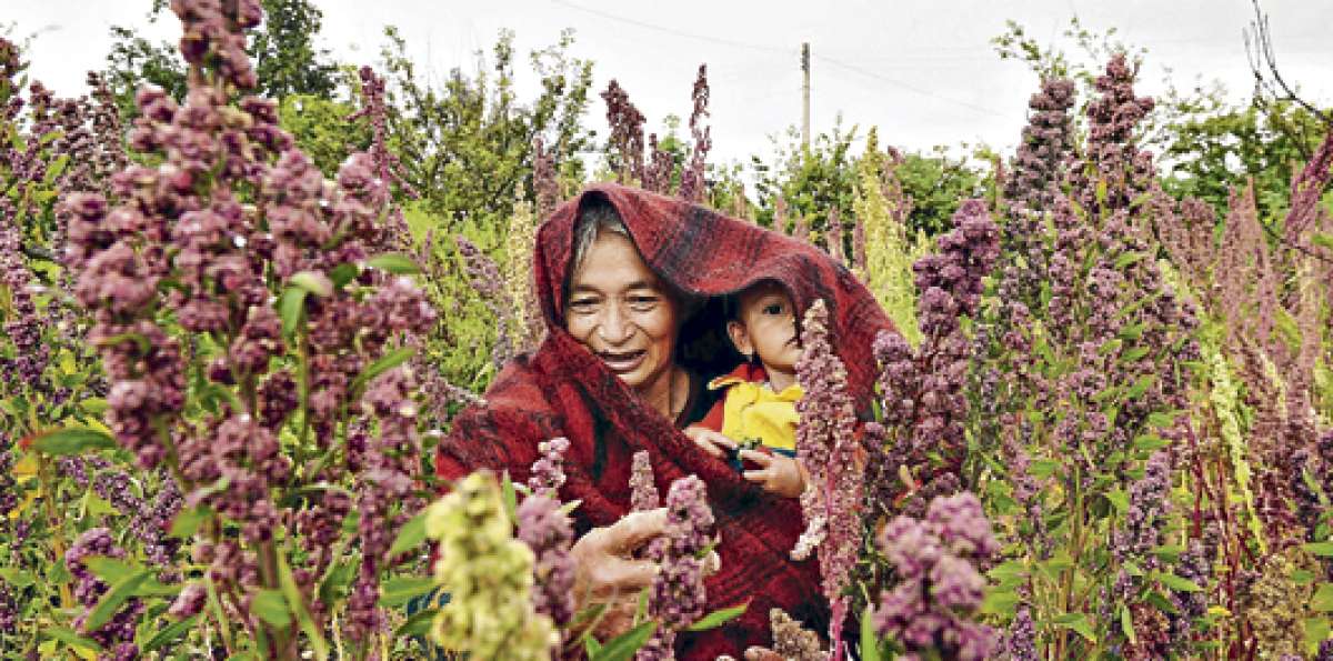 Hasta 2014 se registr&oacute; una producci&oacute;n de 7.600 toneladas del cultivo. El consumo per c&aacute;pita es de 24 gramos. Foto: Cortes&iacute;a
