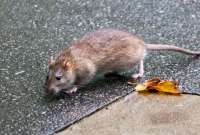 Las ratas representan una amenaza para salud pública por su transmisión de enfermedades. 