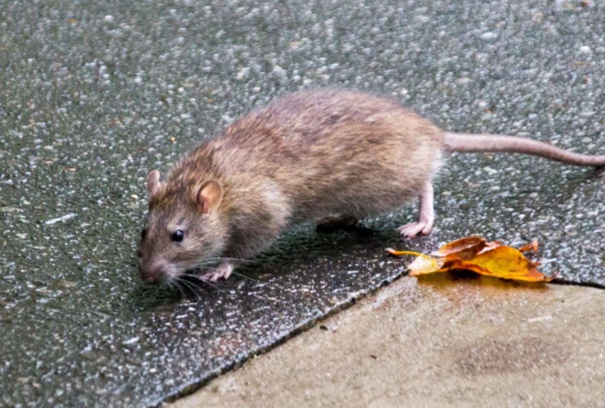 Las ratas representan una amenaza para salud pública por su transmisión de enfermedades.