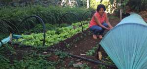 Los agricultores de Gal&aacute;pagos cultivan en sus fincas productos perennes o de ciclo corto.