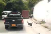 Luego de ser abandonado, el perro persiguió por toda la carretera al vehículo que lo dejó.