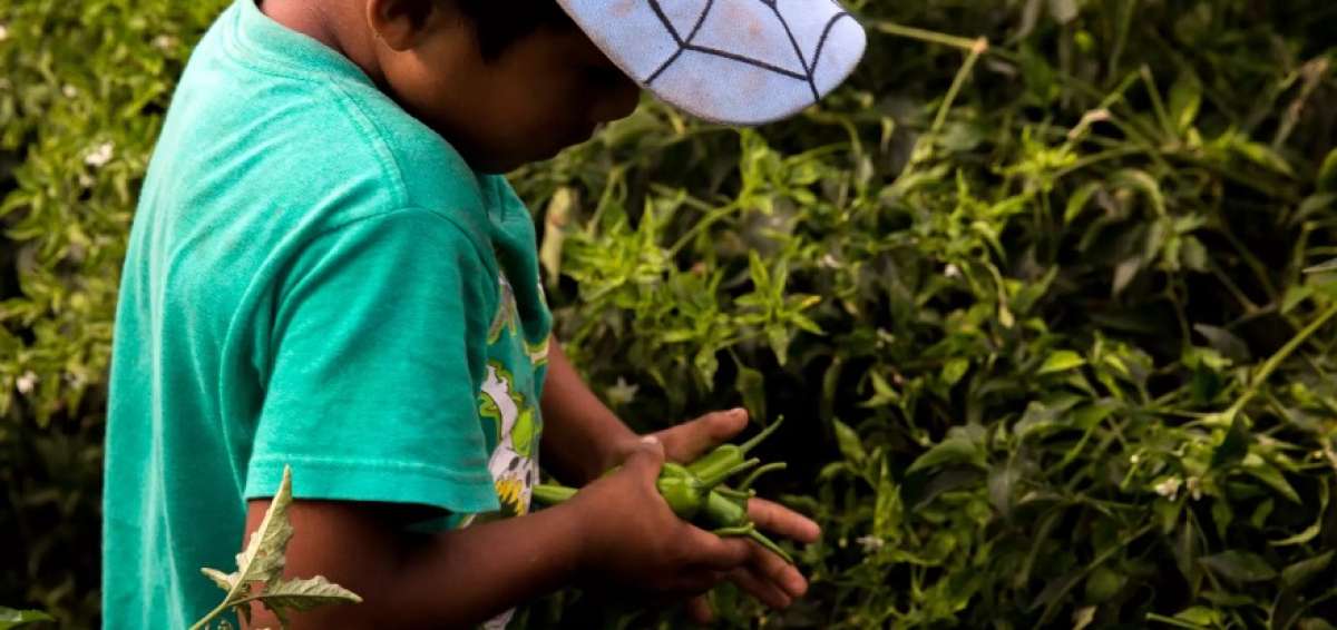El empleo infantil en agricultura crece por conflictos y desastres, dice la ONU