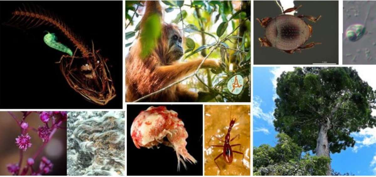 Una bacteria descubierta en Canarias, entre las nuevas especies halladas en el &uacute;ltimo a&ntilde;o