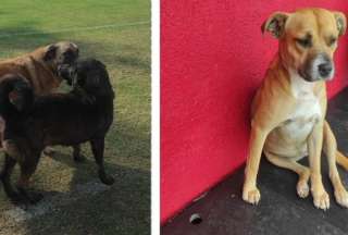 Las mascotas de Técnico Universitario fueron envenenadas