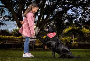 ¿Cómo elegir el snack apropiado para nuestras mascotas?