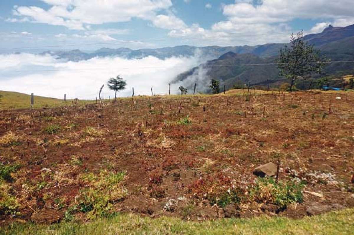Los terrenos permanecen secos, los sembr&iacute;os se han perdido por falta de lluvias en Arenillas y en el sector Las Lajas. 