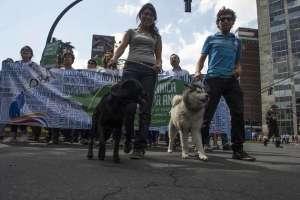 Activistas llevaron sus mascotas a la marcha que lleg&oacute; hasta el Palacio Legislativo. Foto: Fernando Sandoval / El Tel&eacute;grafo