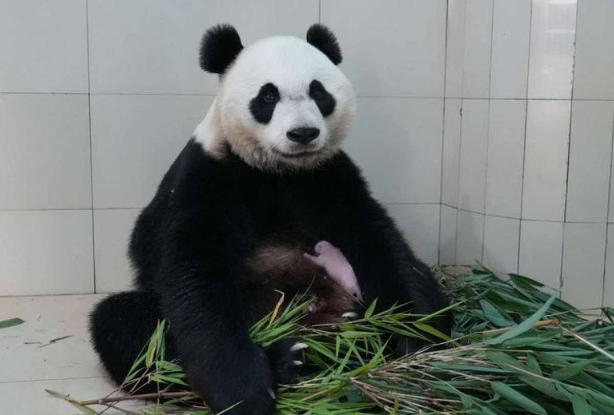 &iexcl;Hermosa noticia! Un panda gigante naci&oacute; en Sichuan, China
