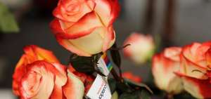 Salida de flores por San Valent&iacute;n desde Quito super&oacute; las 13.000 toneladas