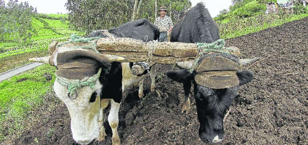 Chambo, tierra del agro y bellos parajes