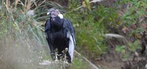 El c&oacute;ndor tiene su propia protecci&oacute;n en la provincia del Azuay. En sitios como el parque El Cajas, Nab&oacute;n, O&ntilde;a existen dormideros y se reproducen.